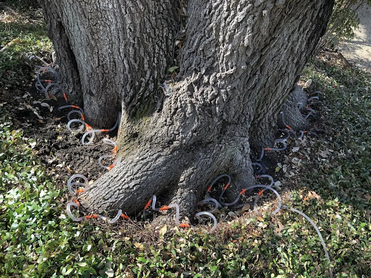 Detailed Tree Cabling and Bracing job site in Nashport