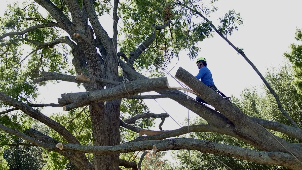 Professional Crown Thinning performed by certified arborists in Nashport