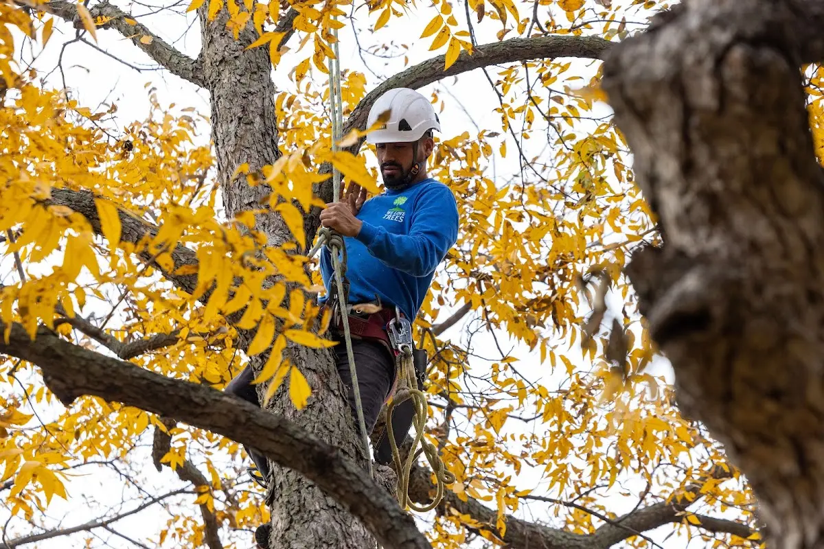 Skilled Tree Transplanting crew working in Nashport